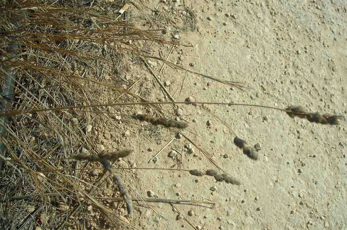 Dactylis glomerata